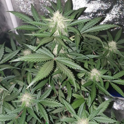 Jacques Autos growlog timeline photo