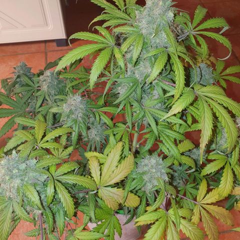 Jacques Autos growlog timeline photo