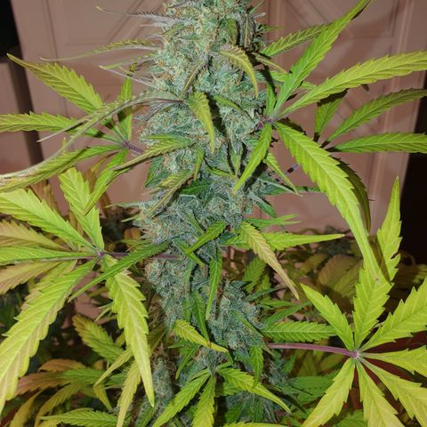 Jacques Autos growlog timeline photo