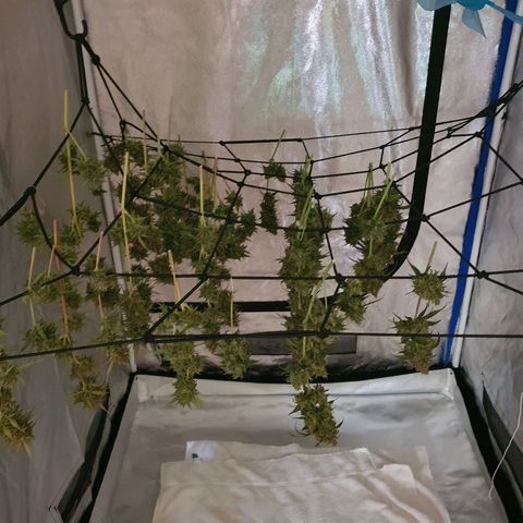 Jacques Autos growlog timeline photo