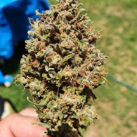 Jacques Autos growlog timeline photo
