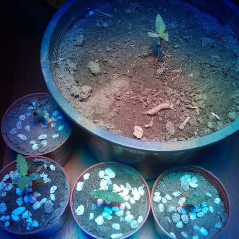 4 plantas growlog timeline photo