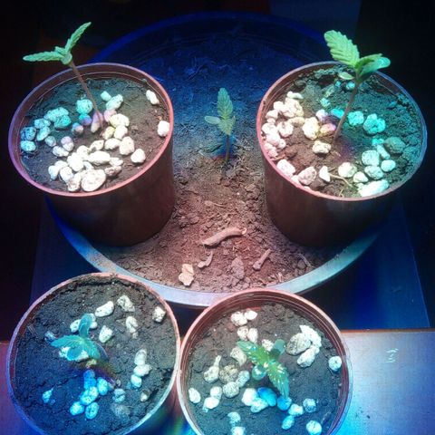 4 plantas growlog photo: Cambio de lugar 