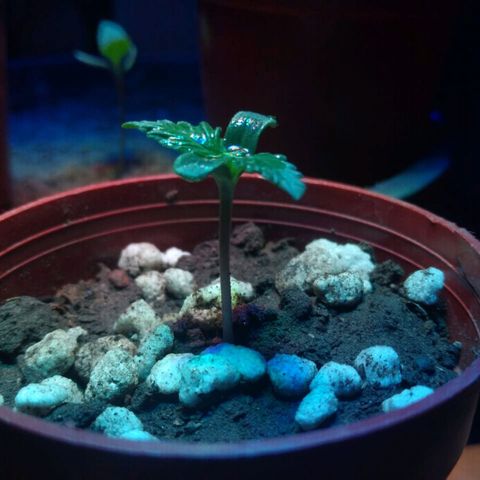 4 plantas growlog timeline photo