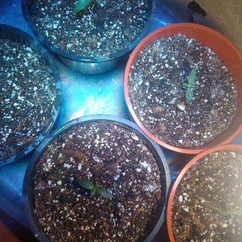 4 plantas growlog timeline photo