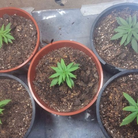 4 plantas growlog timeline photo