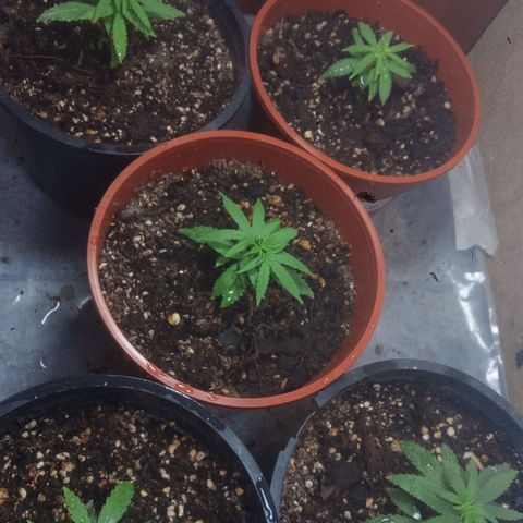 4 plantas growlog photo: Rieguito con agua de canilla hervida y bajada pH con 4 gotas de limón, pasaron unos 4 días aprox, desde que Levante lámparas por prevención de quemado por lumínica