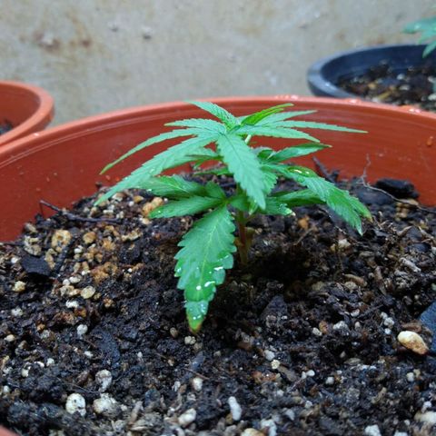 4 plantas growlog photo: Pics by cami