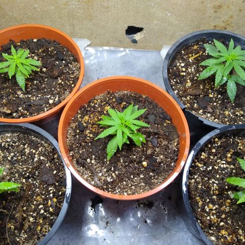 4 plantas growlog photo: Pics by cami