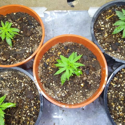 4 plantas growlog photo: Pics by cami