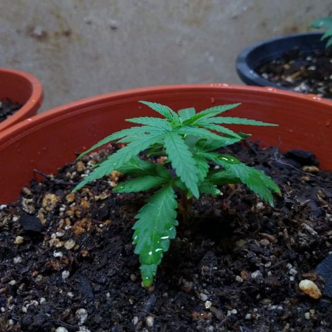 4 plantas growlog photo: Pics by cami