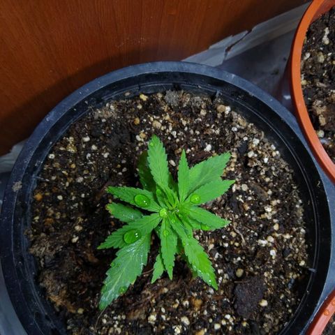 4 plantas growlog photo: Pics by cami