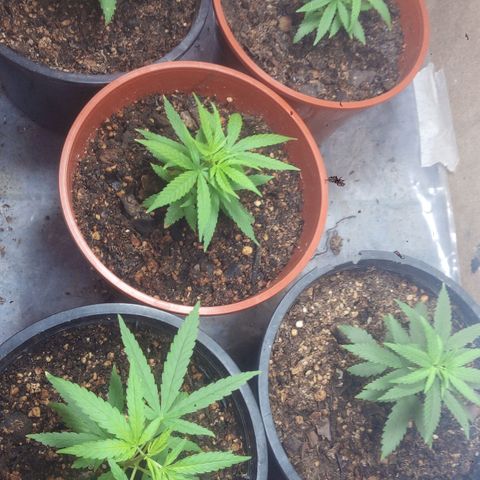 4 plantas growlog timeline photo