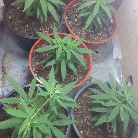 4 plantas growlog photo: Sexado de una, hembra. Todas con poda apical
