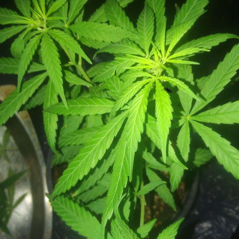 4 plantas growlog photo: Hermafrodita