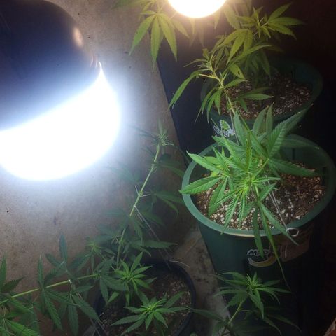 4 plantas growlog photo: Low stress