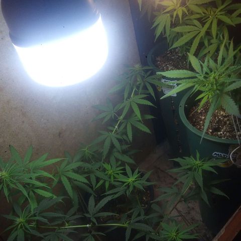 4 plantas growlog photo: Noche de observación: se ven muy bien 