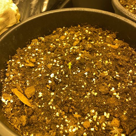Black Domina   growlog timeline photo