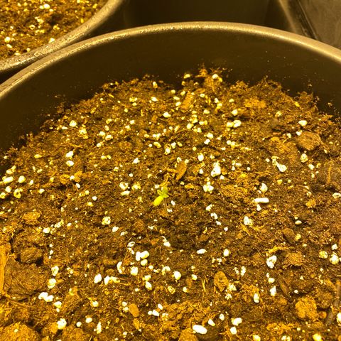 Black Domina   growlog timeline photo
