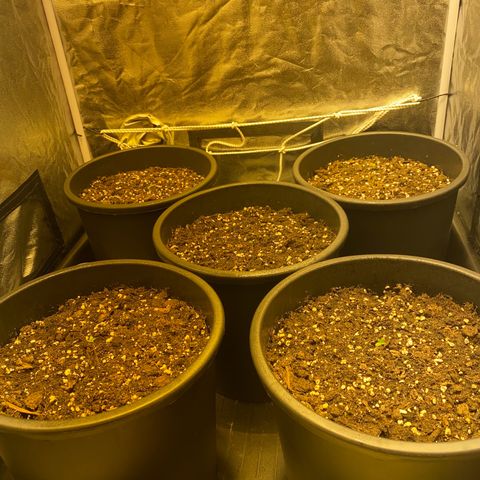 Black Domina   growlog timeline photo