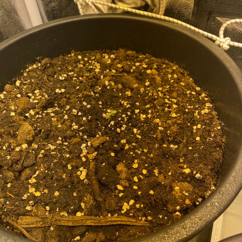 Black Domina   growlog timeline photo