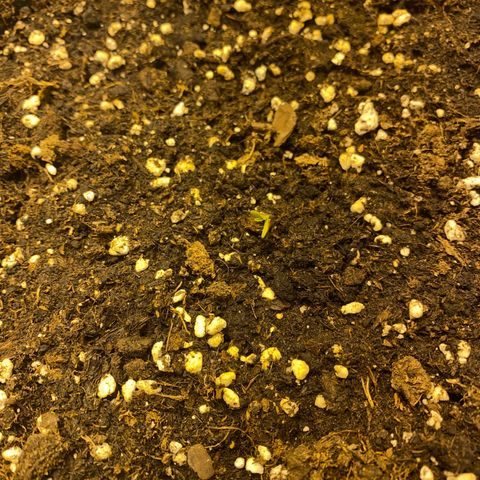 Black Domina   growlog timeline photo