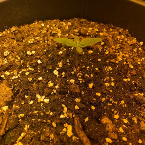 Black Domina   growlog timeline photo