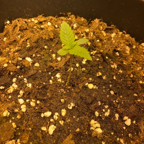 Black Domina   growlog timeline photo