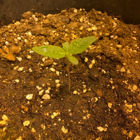 Black Domina   growlog timeline photo