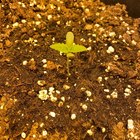 Black Domina   growlog timeline photo