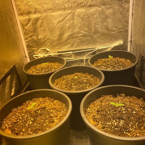 Black Domina   growlog timeline photo