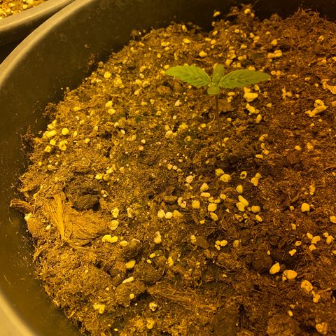 Black Domina   growlog timeline photo
