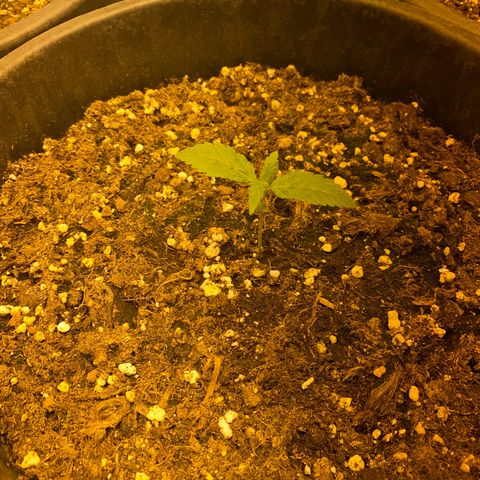Black Domina   growlog timeline photo