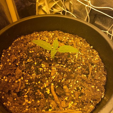 Black Domina   growlog timeline photo