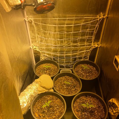 Black Domina   growlog timeline photo