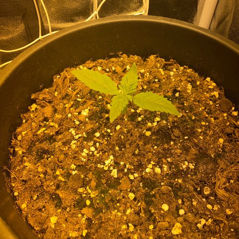Black Domina   growlog timeline photo