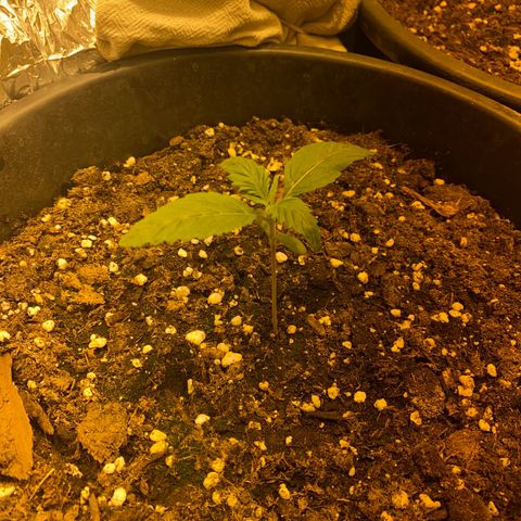 Black Domina   growlog timeline photo