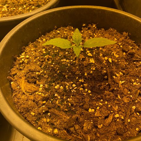 Black Domina   growlog timeline photo