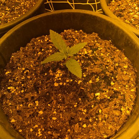 Black Domina   growlog timeline photo