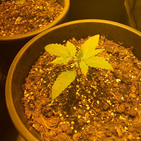 Black Domina   growlog timeline photo