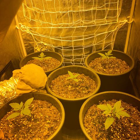 Black Domina   growlog timeline photo