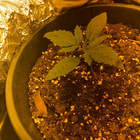 Black Domina   growlog timeline photo