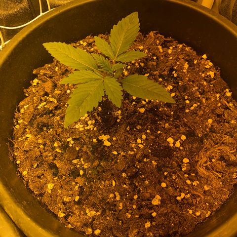 Black Domina   growlog timeline photo