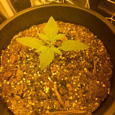 Black Domina   growlog timeline photo