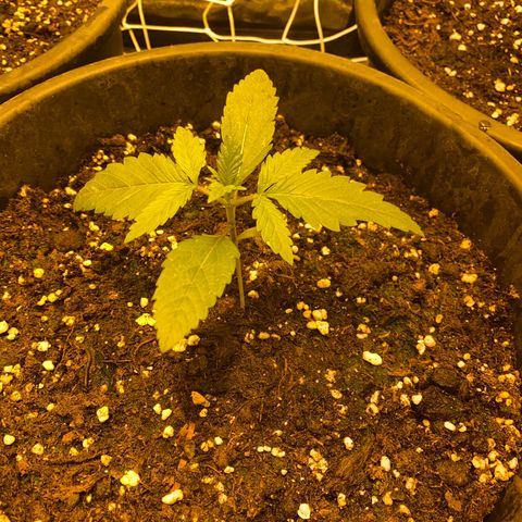 Black Domina   growlog timeline photo