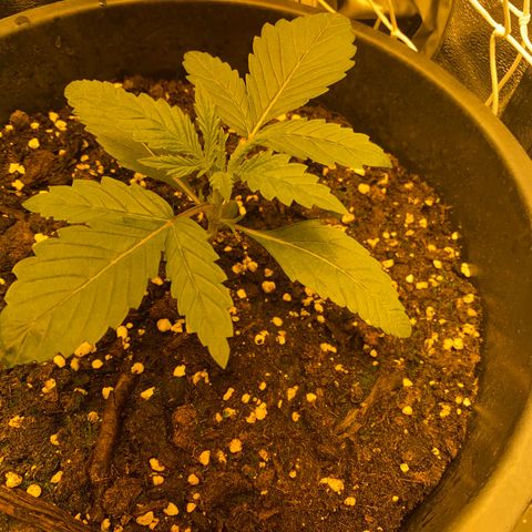 Black Domina   growlog timeline photo