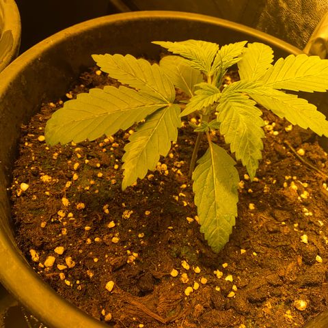Black Domina   growlog timeline photo