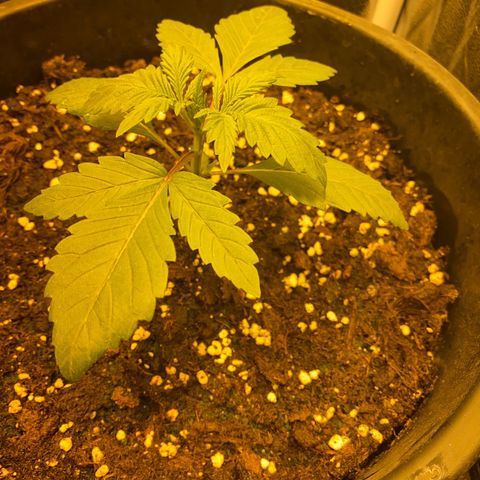 Black Domina   growlog timeline photo