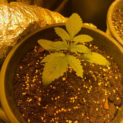 Black Domina   growlog timeline photo