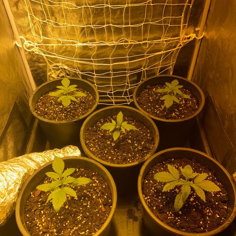 Black Domina   growlog timeline photo